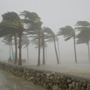 Coconut trees being hit by strong wind